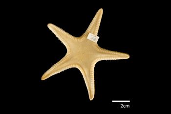 Media type: image; Invertebrate Zoology AST-41   Description: whole body;  Aspect: dorsal